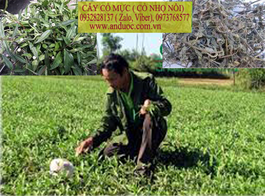 BÁN SỈ VÀ LẼ CÂY CỎ MỰC