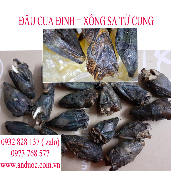 ĐÚNG ĐẦU CUA ĐINH XÔNG TRỊ BỆNH PHỤ NỮ