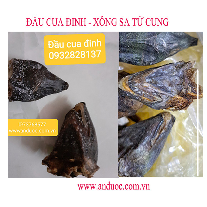BÁN ĐẦU CUA ĐINH XÔNG TRỊ BỆNH
