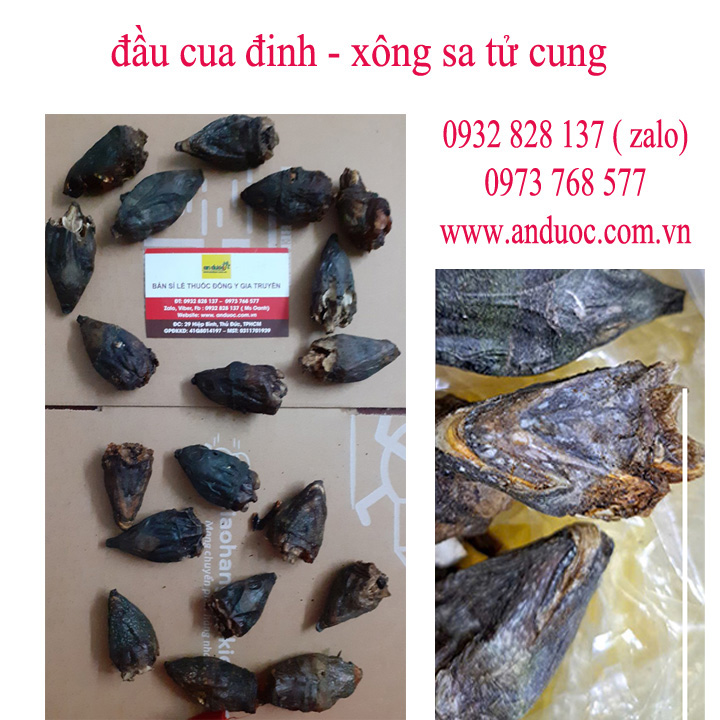 XÔNG ĐẦU CUA ĐINH TRỊ BỆNH SA TỬ CUNG SAU SINH